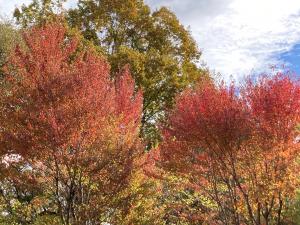 ハナノキの紅葉の写真
