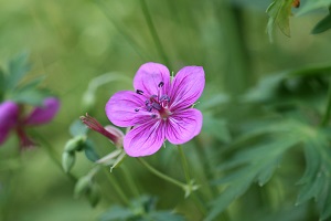 アサマフウロの花の写真