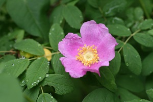 カラフトイバラの花の写真