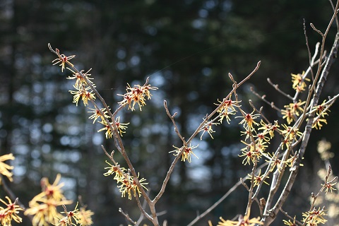 オオバマンサクの花の写真