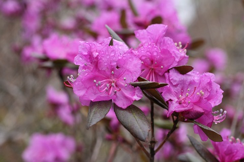 エゾムラサキツツジの花の写真