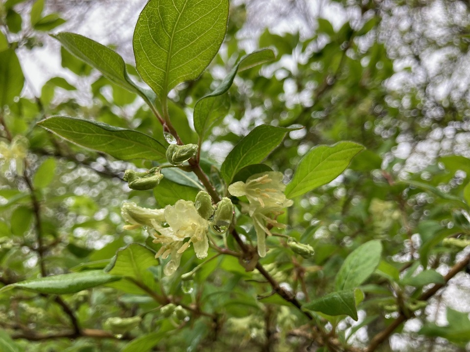 オニヒョウタンボクの花の写真