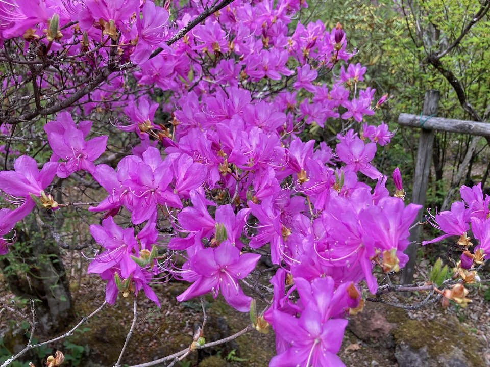 トウゴクミツバツツジの花の写真