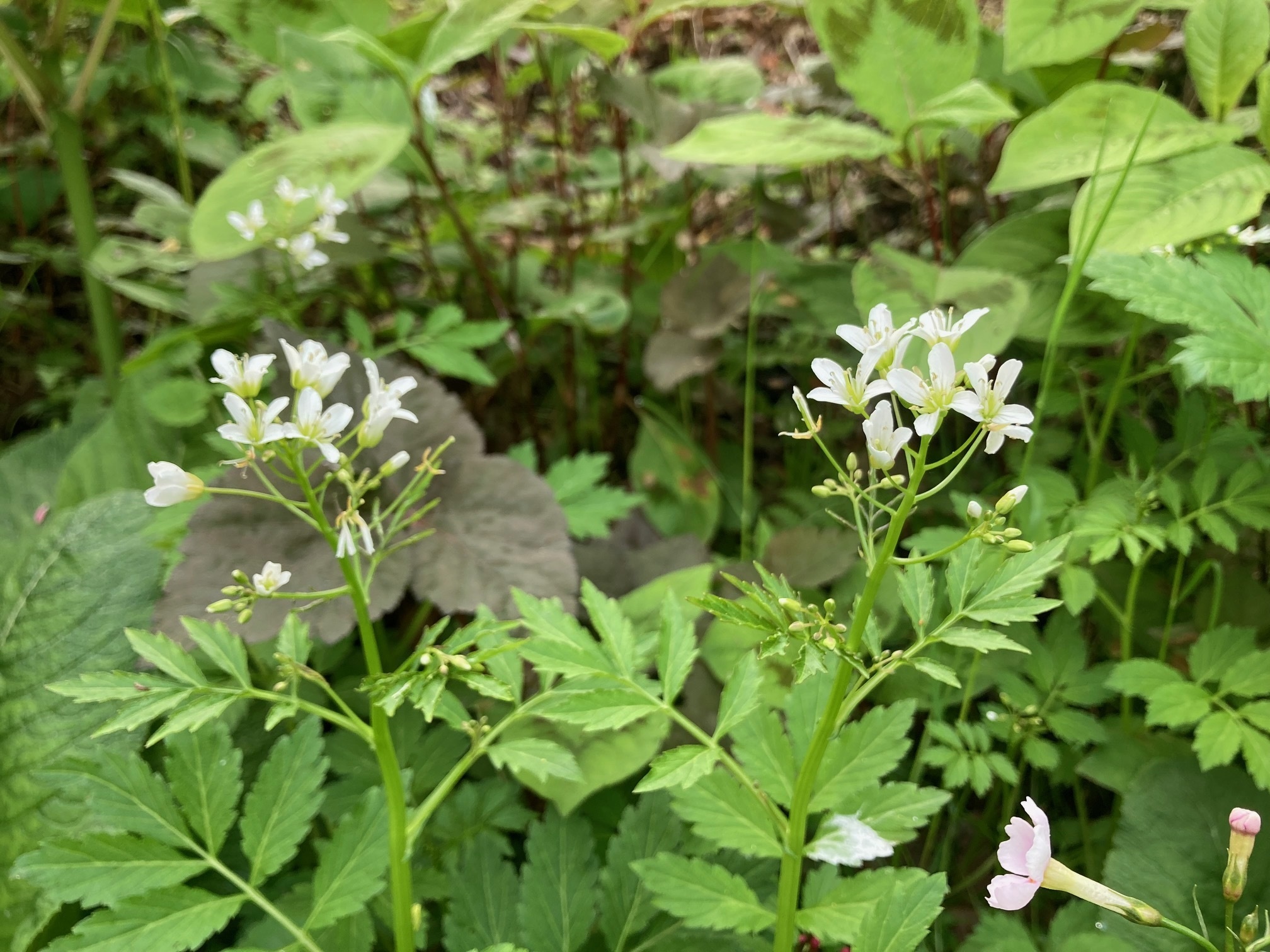 ヒロハコンロンソウの花の写真