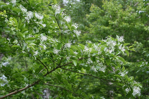 ヒトツバタゴの花の写真
