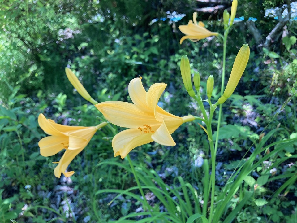 ニッコウキスゲの花の写真