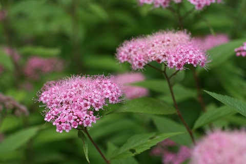 シモツケの花の写真