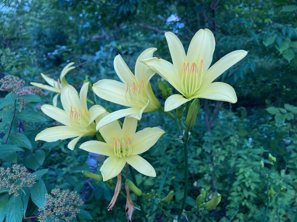 アサマキスゲの花の写真