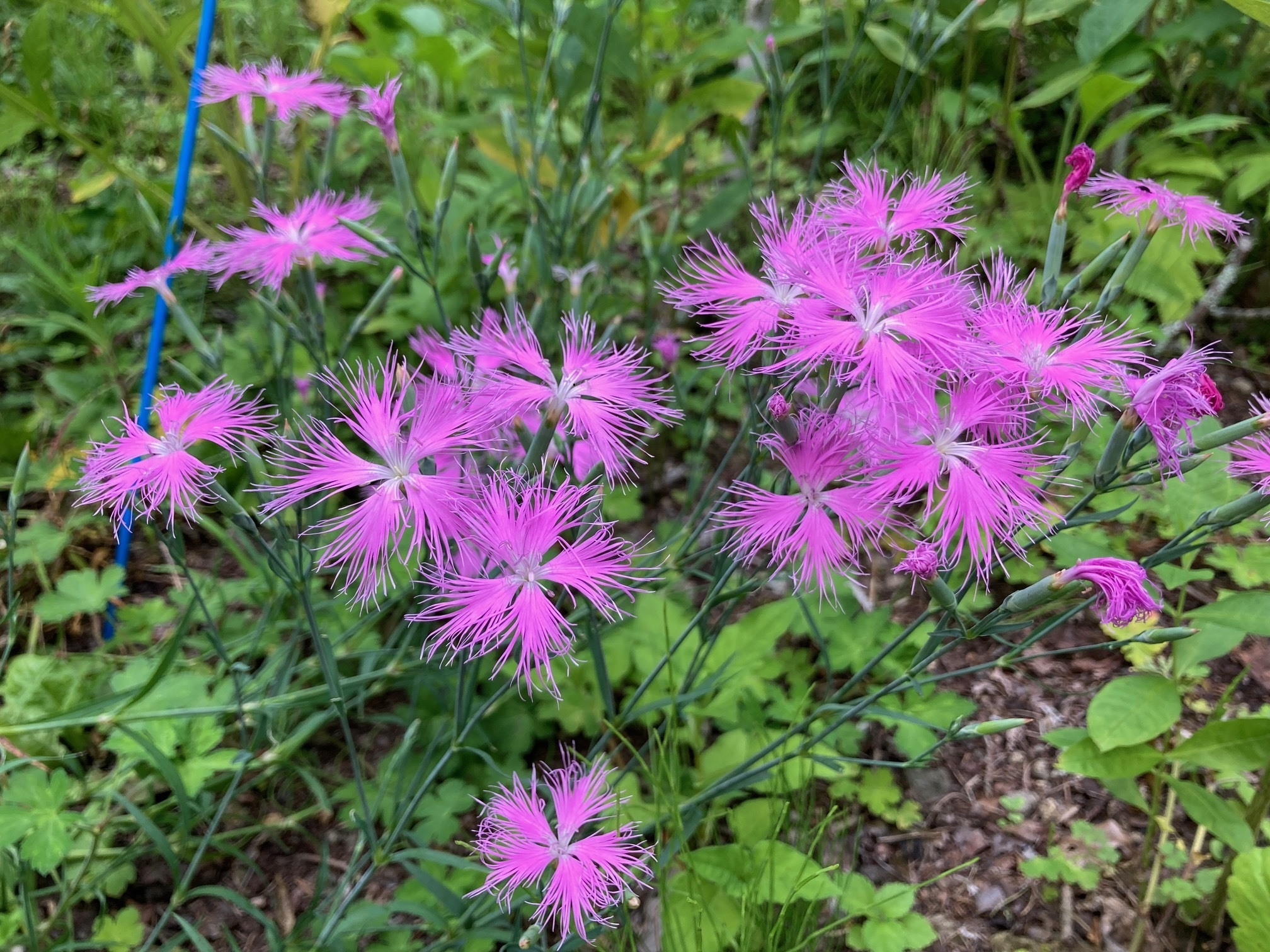 カワラナデシコの花の写真