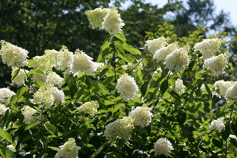ミナヅキの花の写真