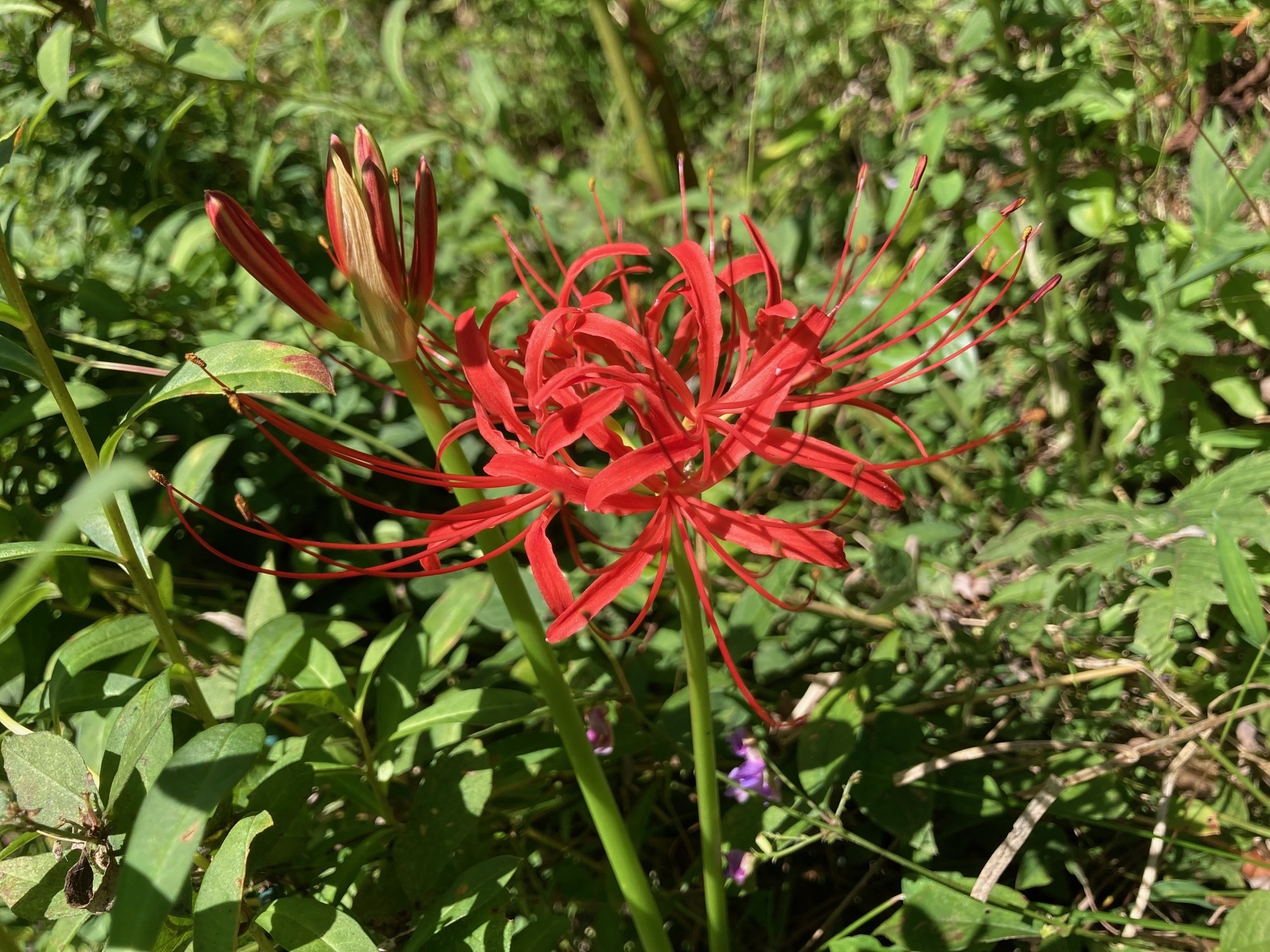 ヒガンバナの花の写真
