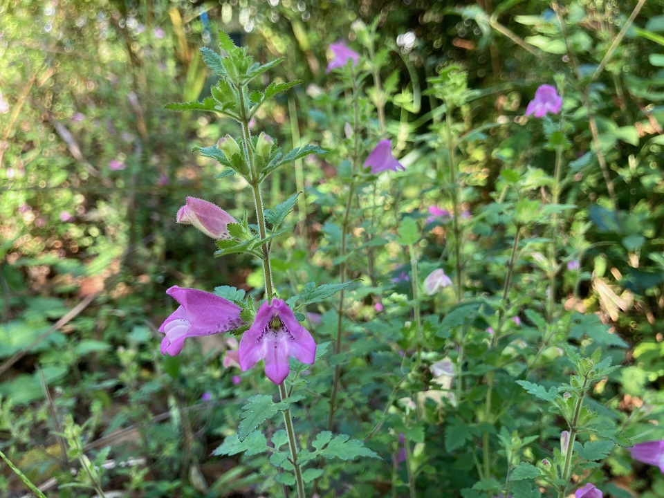 コシオガマの花の写真
