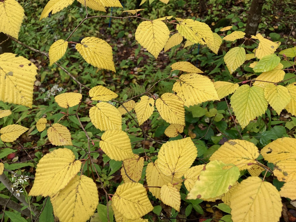 ミヤマトサミズキの黄葉の写真