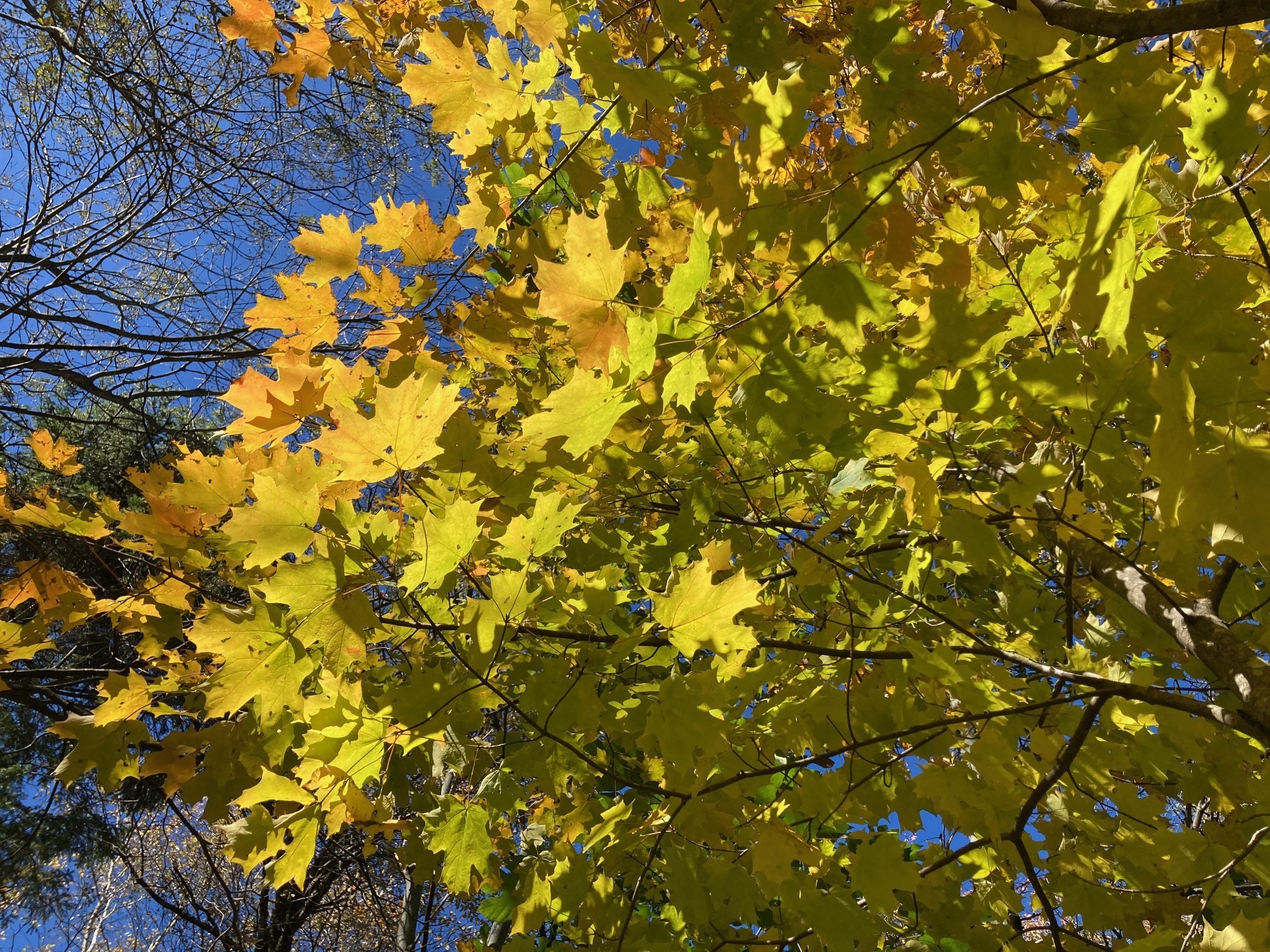 サトウカエデの黄葉の写真