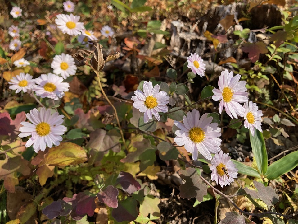リュウノウギクの花の写真