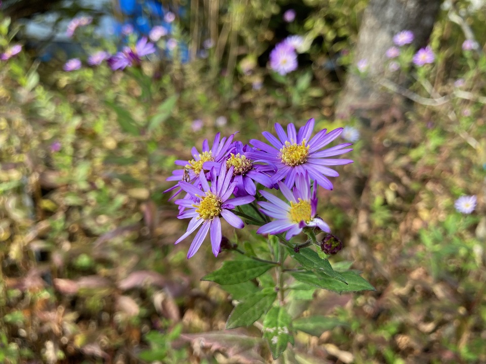 コンギクの花の写真