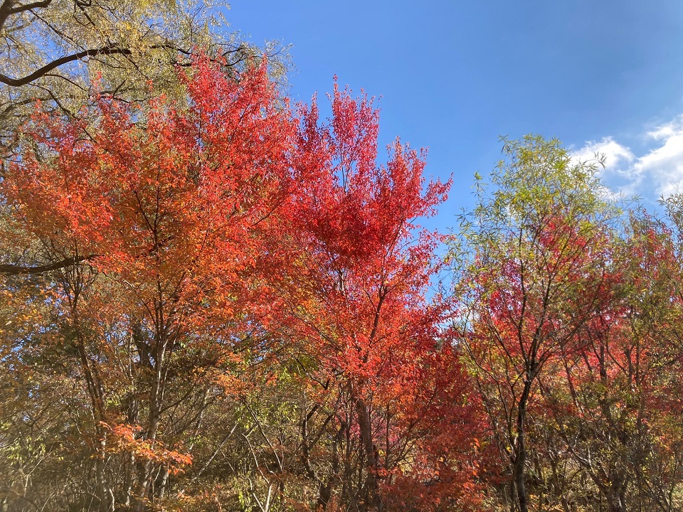ハナノキの紅葉の写真